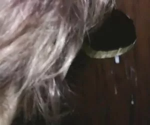 cutie cachonda chupa la polla de agujero de la gloria